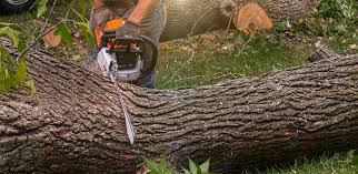 Best Lawn Maintenance Plans  in Gruver, TX