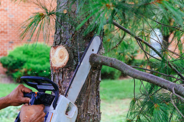 Best Hazardous Tree Removal  in Gruver, TX